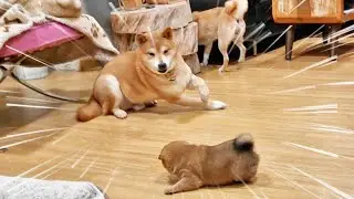Potat's bursts of Energy scared off Shiro!