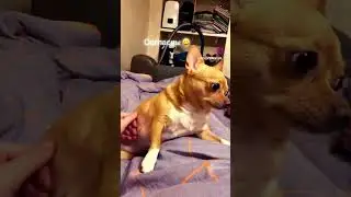 Согласны? Чихуахуа #приколы #чихуахуа #собака #dog #приколысживотными #shortsvideo #shortvideo