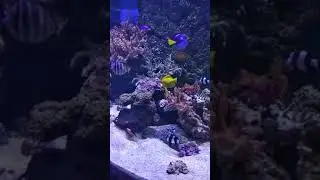 Абдулло робия