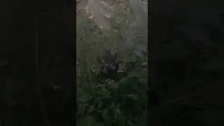 Лайки взяли енотовидную собаку