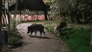 Dziki na Klinach w Krakowie