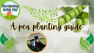 A pea planting guide - things I've learned along the way