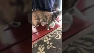 보들이 the cat in Chiang Mai, Thailand