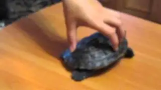 Чешем панцирь красноухой черепахе