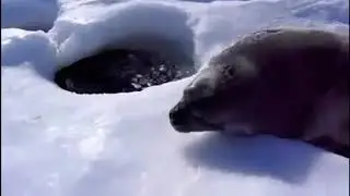 я как этот тюлень