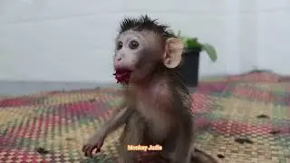 Look so delicious lovely baby monkey Ting Ting eating sweet fruit