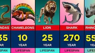 Comparison Animals with the Longest and Shortest Lifespans