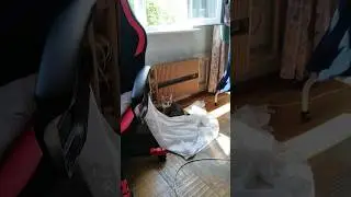 Мурчик упал с подоконника и оборвал Тюль