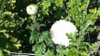 Хризантемы в саду ч.1