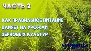 | ЗЕРНОВЫЕ ЧАСТЬ 2 | Насколько важно правильное питание для зерновых культур? |SYNGENTA |