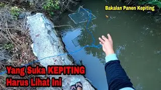 INI RAHASIA Kalau Mau Panen Kepiting