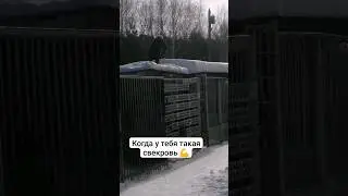 Когда праздник "на сухую" прошёл... #свекровь и #алабаи #питомникшилеле
