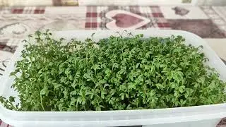 How to grow herbs on a windowsill? The easiest way