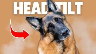 6 Odd German Shepherd Behaviors Explained
