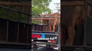 Indonesian Bull #shorts #shortsyoutube #shortsvideo #shortvideo #youtubeshorts  #bull#indonesia