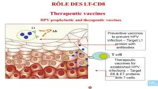 Vaccination partie 04: comment améliorer la réponse aux vaccins