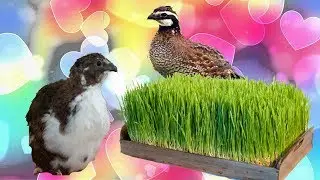 Зелень для перепелов ! Перепела в вольере. Greens for quail !