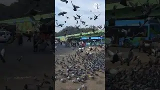 दिल्ली माला देने गया 😯 रोड पर कबूतर मिला  🦅