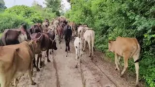 Freely Grazing Kanchi Kuttai