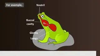 Exchange of Gases in Different Animals | Respiration in Animals | Breathing in Animals