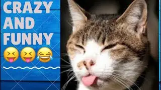 Funny...Funny.....and more funny pets 2022!!!!