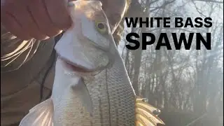 White Bass Spawn