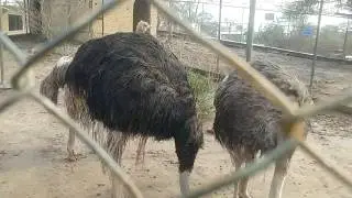 shutar Murgh - Ostrich