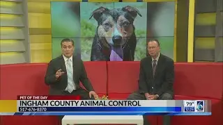 Pet of the Day: Pigwidgeon