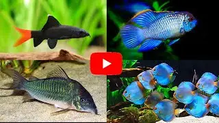 Top 5: Peces para 300 litros (estuvo difícil)