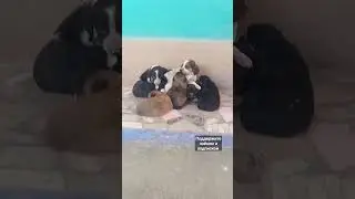 8 щенков ждут именно тебя! не хочешь себе щенка? #doglover#shelter#home#shorts#video#