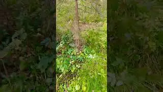 Приехали в кедрач за орехом#2024#лес#кедр#прогулка