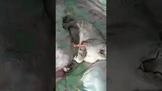 น่ารักเกิ๊น❤️💜🩷🐈🐈‍⬛
