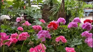 ПЕЛАРГОНИИ  серии Moonlight , Sunrise. Обзор сортов. Pelargonium. London