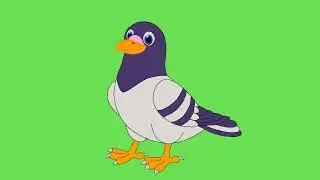 green screen pigon|green screen bird|copyright free