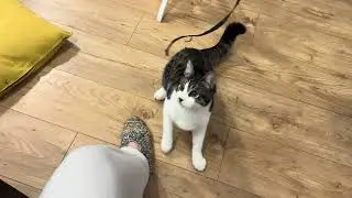 Котенок играет с веревочкой