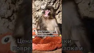 The story of little macaque Punch 🥺 A touching video about loneliness and kindness