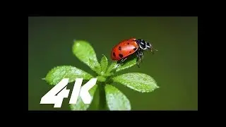 4k nature hdr video ultra hd demo for 4k oled tv
