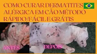 HOW TO CURE ALLERGIC DERMATITIS IN DOGS / QUICK, EASY AND FREE METHOD.