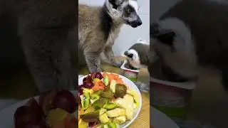 Лемуры спорят за еду 🙀