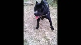 Amstaff greece