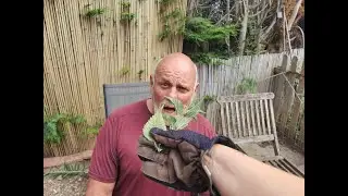 I GOT THRASHED WITH NETTLES FOR PAIN RELIEF