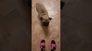 Мирка-дурочка🐶😆