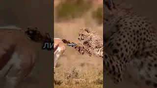 Загадка следа на кости... 