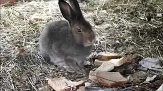 Grey hare. Forest hares in the new temporary house.