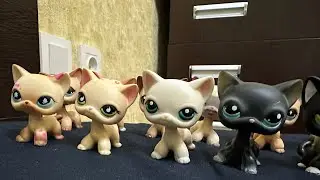 моя коллекция LPS