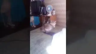 СТЕШУЛЬКА