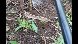 Drip Irrigated Coconut farm