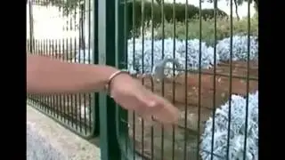 למה תושבי כפר סבא כבולים באזיקים?