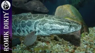Snakehead Fishing. Wild Lake. Part 2