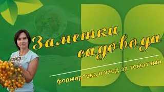 Формировка и уход за томатами